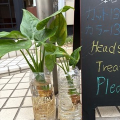 植物　プランター　　

