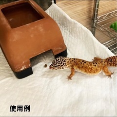 ビゴア 爬虫類使い捨てペットシーツの画像