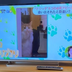 REGZA 42型 42J8

