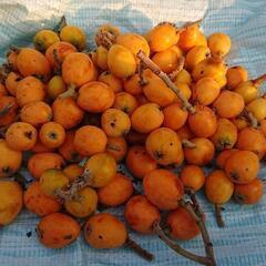 枇杷 ビワ びわ BIWA fruits 100個 無農薬 ④ ...