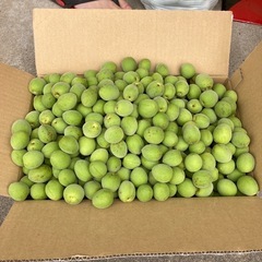 梅約7kg＋難あり5kg（人吉産）