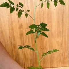 7月頃収穫！ミニトマト苗の画像