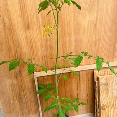 7月頃収穫！ミニトマト苗の画像