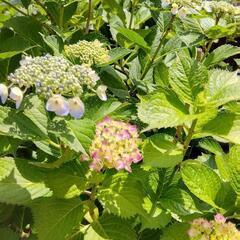 アジサイ　切り花　2本