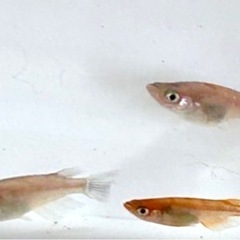 メダカ　絶鱗三色ラメ　の画像