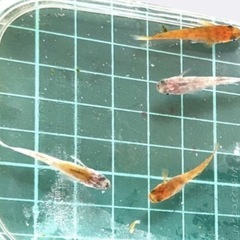 メダカ　絶鱗三色ラメ　の画像