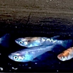 メダカ　絶鱗三色ラメ　の画像