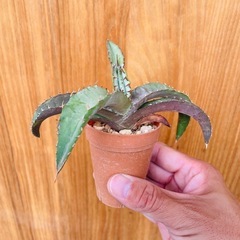🉐先着！Agave titanota ‘Blue’ アガベチタノ...