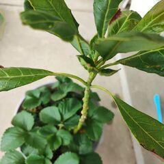 いちご苗とアボカド2年生苗の画像