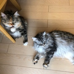 三毛猫 メインクーン×アメリカンカールミックス − 福井県