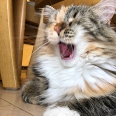 三毛猫 メインクーン×アメリカンカールミックス - 猫