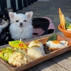 ワンコと一緒にランチできるお友達募集！