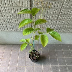 無農薬栽培　甘柿の苗木の画像