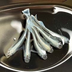 メダカ　マリアージュキッシングワイドフィン　若魚　画像全て　予約可能の画像