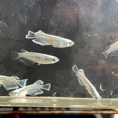 メダカ　マリアージュキッシングワイドフィン　若魚　画像全て　予約可能の画像