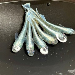 メダカ　マリアージュキッシングワイドフィン　若魚　画像全て　予約可能