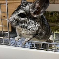 ベタ慣れのチンチラ