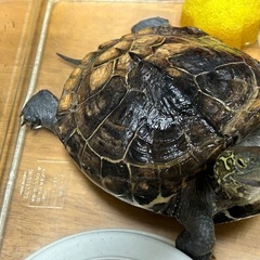 クサガメのメスオス ２匹
