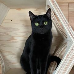 【里親募集・黒猫】人慣れ訓練中の怖がり女子