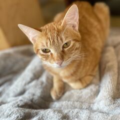 【里親募集・茶トラ】短くてグルングルンのカギしっぽ！ - 猫