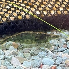 稚エビをお譲りします。