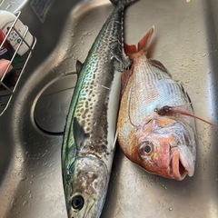 サワラミノー募集中