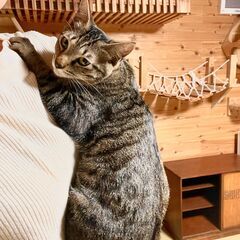 【里親募集・キジトラ】抱っこ大好きママっ子！