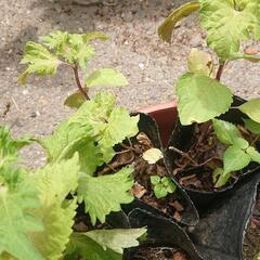 大葉 シソ 青ジソ しそ 紫蘇 苗20本 無農薬 ④ ハーブ 家庭菜園 野菜苗 園芸 ガーデニングの画像