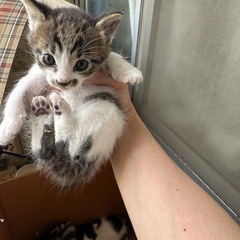 急募、家のベランダで野良猫ちゃんが3匹の赤ちゃん出産