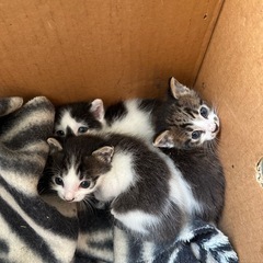 急募、家のベランダで野良猫ちゃんが3匹の赤ちゃん出産 - 猫