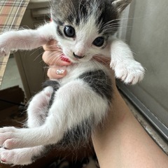 急募、家のベランダで野良猫ちゃんが3匹の赤ちゃん出産 - 大分市