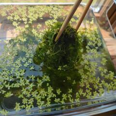 水草 ウィローモス＋浮草＋マツモの画像