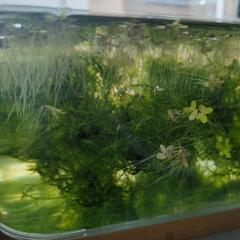 水草 ウィローモス＋浮草＋マツモの画像