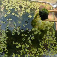 水草 ウィローモス＋浮草＋マツモの画像