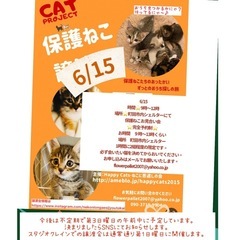 ねこに恩返しの会保護ねこ譲渡会〜保護猫たちのずっとのお家探しの旅...