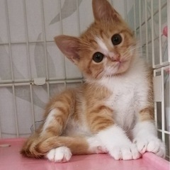 ねこに恩返しの会保護ねこ譲渡会〜保護猫たちのずっとのお家探しの旅...