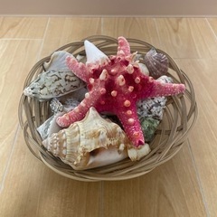 貝殻 インテリアの画像