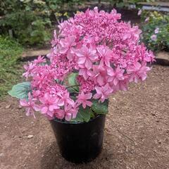 ピンク アジサイ 鉢花