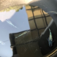 サバンナ直系メダカ　ネプチューン　有精卵30＋αの画像
