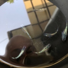 サバンナ直系メダカ　ネプチューン　有精卵30＋αの画像