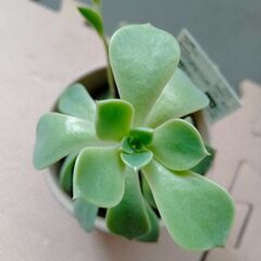 多肉植物
