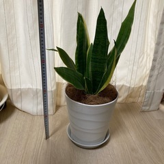 サンスベリア鉢植え