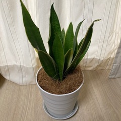 サンスベリア鉢植えの画像