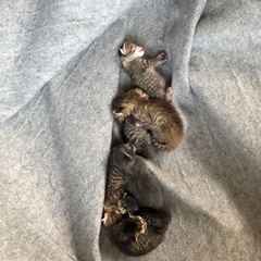 子猫の兄弟