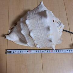天然ホラ貝ライトの画像