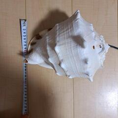 天然ホラ貝ライトの画像