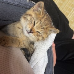 キジトラ猫のおかゆくん