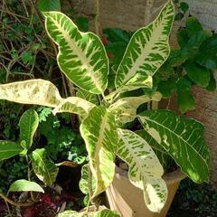 観葉植物　クロトン