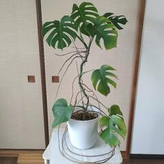 モンステラ　鉢付き　高さ80cm☓横60cm