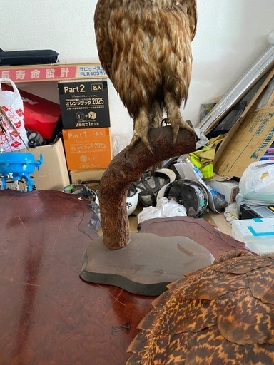 2匹剥製